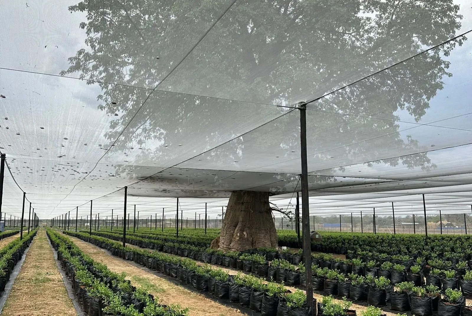 A protected baobab tree growing among young blueberry plants under the nets at Namibia Berries