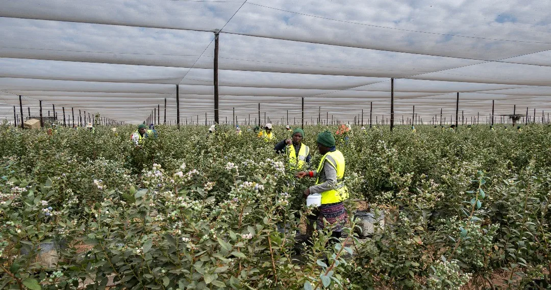 Pickers harvesting blueberries between the rows under the shade nets at Namibia Berries