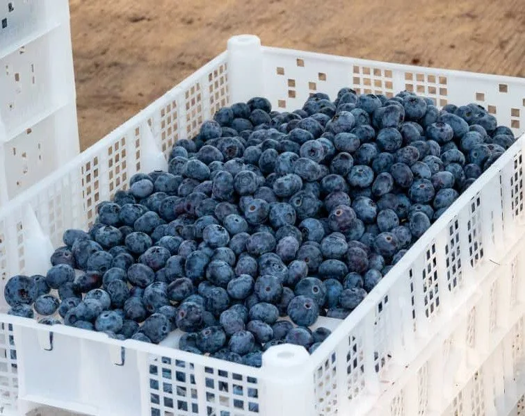 Freshly harvested Namibia Berries blueberries gathered together