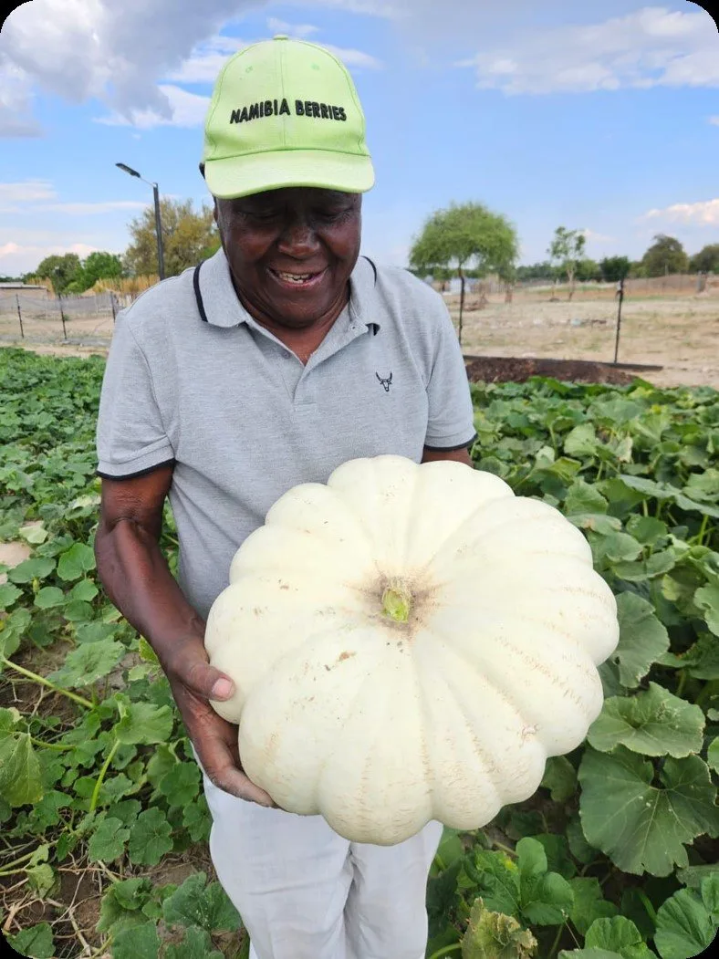Ein lächelnder Farmer hält einen großen weißen Kürbis in einem Gemüsefeld