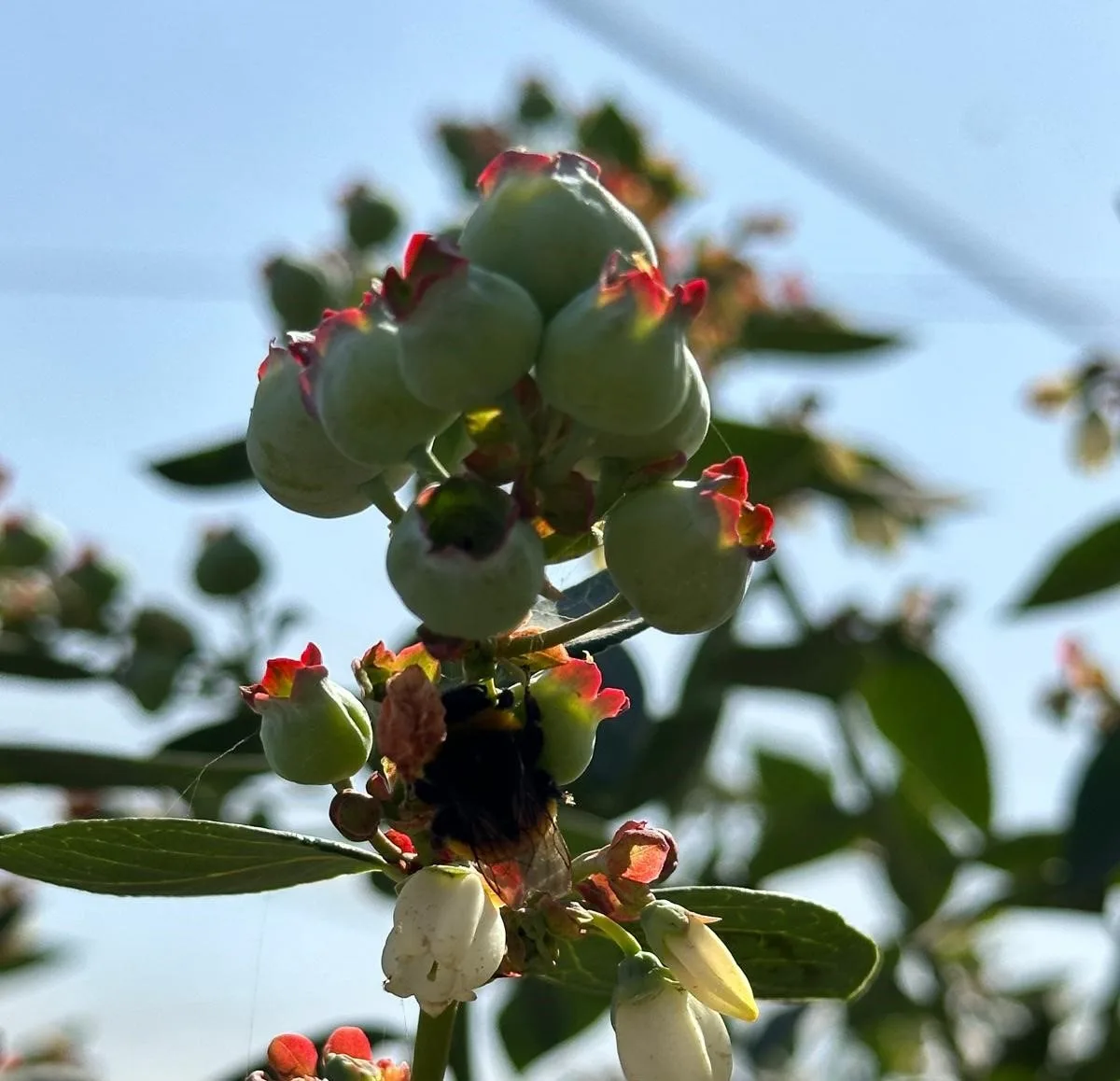 Farmleben bei Namibia Berries