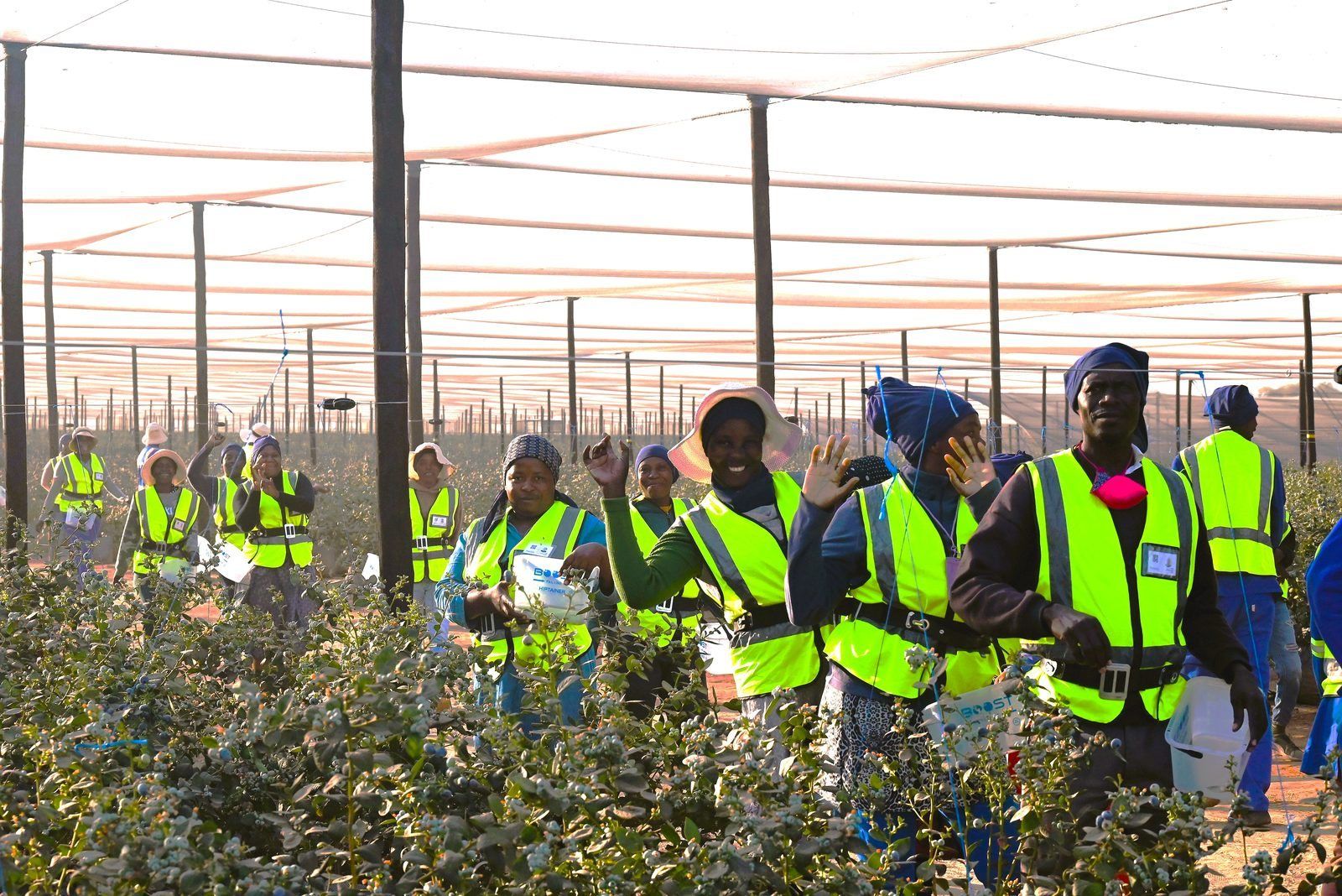 Namibia Berries harvest team waving between the blueberry rows