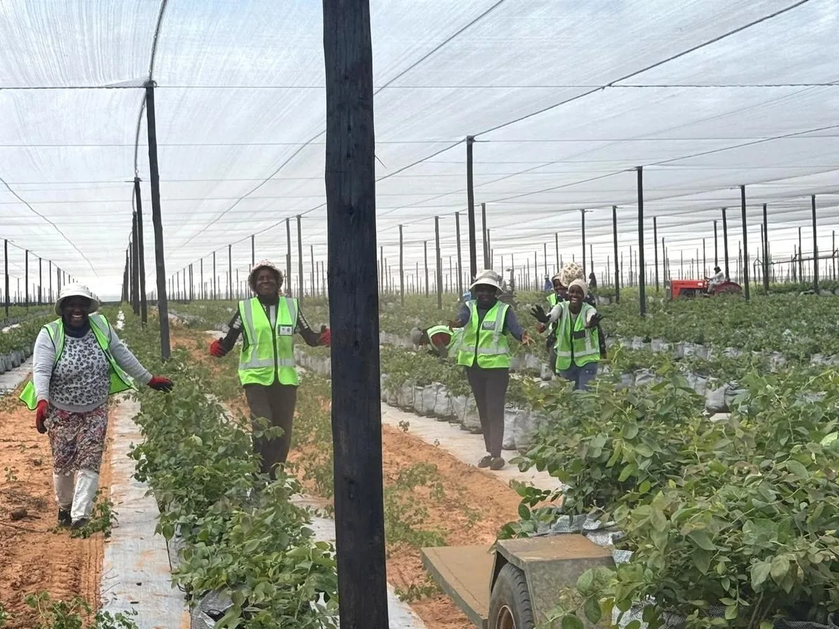 Construction and expansion work at the Namibia Berries farm in Divundu