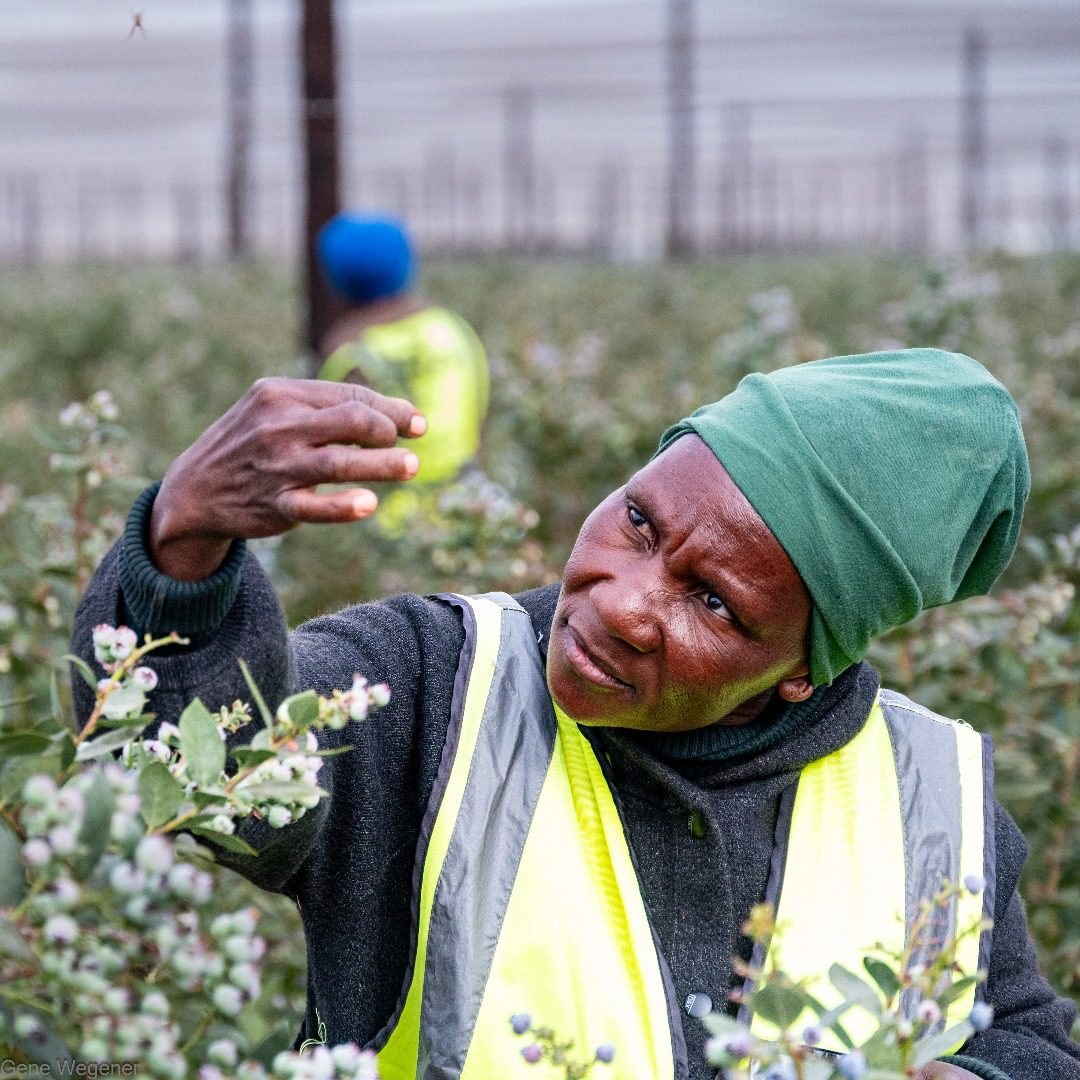 Careful cultivation in the Namibia Berries orchards